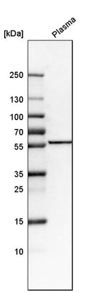 Anti-FKRP Antibody