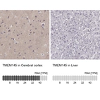 Anti-TMEM145 Antibody