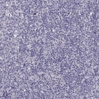 Immunohistochemical staining of human tonsil shows no positivity in non-germinal center cells, as expected.