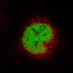Immunofluorescence staining in NTERA-2 cell line with Anti-MSH2 monoclonal antibody, showing specific staining of nucleoplasm in green. Microtubule- and nuclear probes are visualized in red and blue respectively (where available).