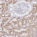Immunohistochemical staining of human kidney shows strong cytoplasmic positivity in cells in tubules.