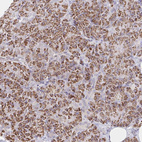 Anti-COL28A1 Antibody