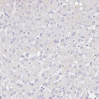 Anti-COL28A1 Antibody