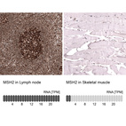 Anti-MSH2 Antibody