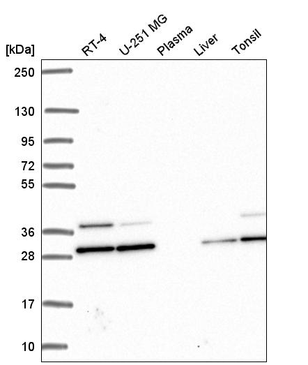 Anti-PGAM1 Antibody