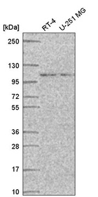 Anti-STRIP1 Antibody