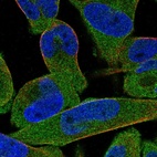 Anti-STRIP1 Antibody