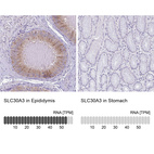 Anti-SLC30A3 Antibody