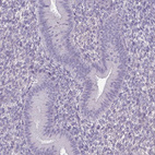 Immunohistochemical staining of human endometrium shows no positivity in glandular cells as expected.