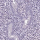 Immunohistochemical staining of human endometrium shows no positivity in glandular cells as expected.