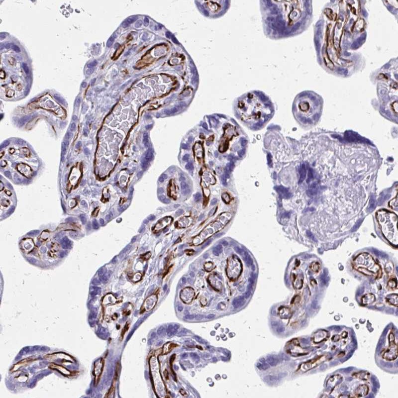 Anti-TRIM6 Antibody