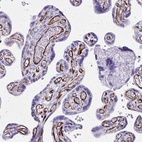 Anti-TRIM6 Antibody
