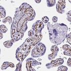 Anti-TRIM6 Antibody