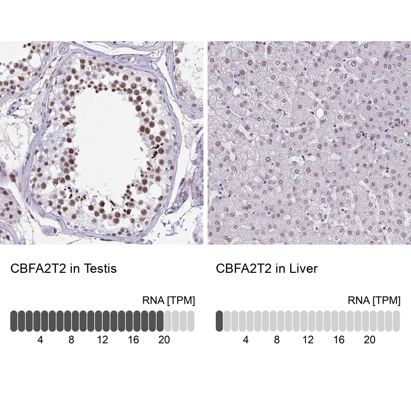 Anti-CBFA2T2 Antibody
