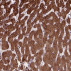 Anti-NDST1 Antibody