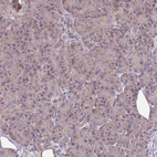 Immunohistochemical staining of human pancreas shows moderate cytoplasmic positivity in exocrine glandular cells.
