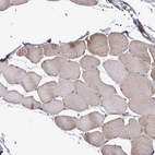 Immunohistochemical staining of human skeletal muscle shows low expression as expected.