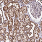 Anti-DNAJA2 Antibody