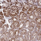 Anti-C16orf54 Antibody