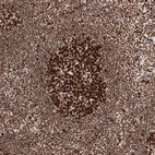 Immunohistochemical staining of human lymph node shows strong nuclear positivity in germinal center cells.