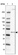 Anti-C4orf17 Antibody