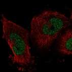 Anti-IER2 Antibody