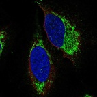 Anti-S1PR4 Antibody