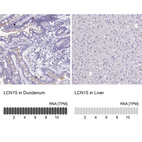 Anti-LCN15 Antibody