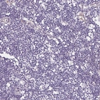 Immunohistochemical staining of human lymph node shows no positivity in non-germinal center cells as expected.