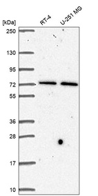 Anti-STAM Antibody