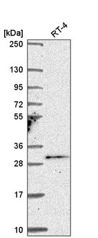 Anti-TSSK4 Antibody