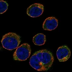 Immunofluorescent staining of human cell line HEL shows localization to cytosol & vesicles.