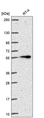 Anti-ITK Antibody