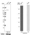 Anti-SMARCA4 Antibody