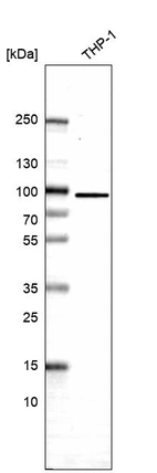 Anti-GRK2 Antibody