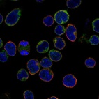 Anti-GRK2 Antibody