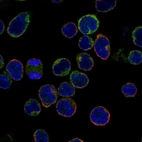 Immunofluorescent staining of human cell line REH shows localization to cytosol.