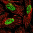 Immunofluorescent staining of human cell line HeLa shows localization to nucleoplasm.