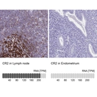 Anti-CR2 Antibody