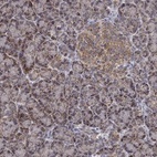 Anti-GPSM1 Antibody