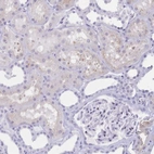 Immunohistochemical staining of human kidney shows very weak membranous positivity in cells in tubules as expected.