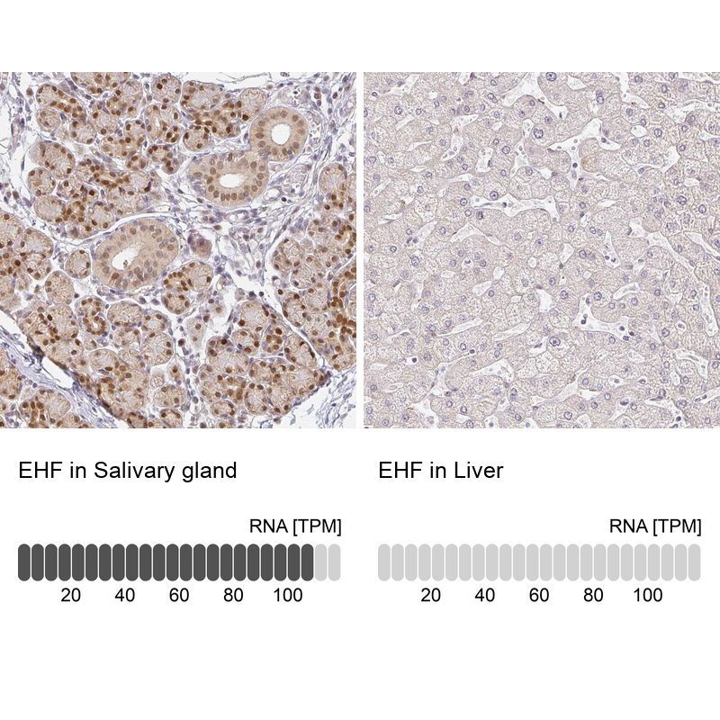 Anti-EHF Antibody