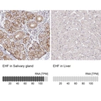 Anti-EHF Antibody
