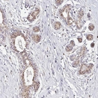 Immunohistochemical staining of human breast shows moderate nuclear positivity in glandular cells.
