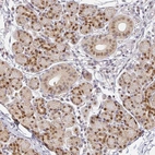 Immunohistochemical staining of human salivary gland shows strong nuclear positivity in glandular cells.