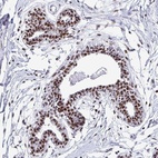 Anti-PELP1 Antibody