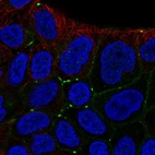 Immunofluorescent staining of human cell line RT4 shows localization to cell junctions.