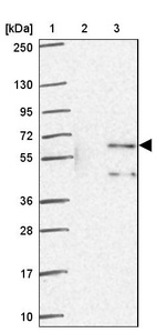 Anti-ZNF34 Antibody