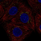 Immunofluorescent staining of human cell line MCF7 shows localization to the Golgi apparatus.