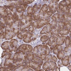 Anti-RPL27A Antibody